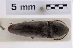 Foto (Dorsalansicht) von Melanotus giachinoi (Platia & Schimmel, 2001) (NHMW-ZOO-COL-0007722)